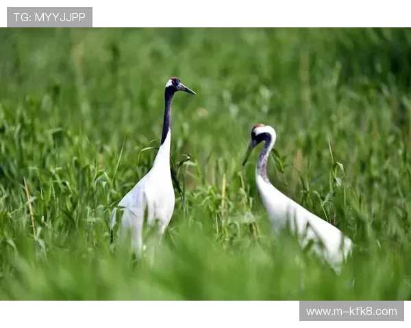 凯发血流成河：新手入门指南从基础操作到高级技巧全方位攻略推荐